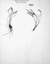 Asplenium septentrionale image